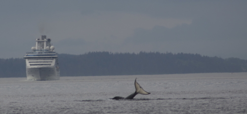 10116342573 80983c8eb7 o 2