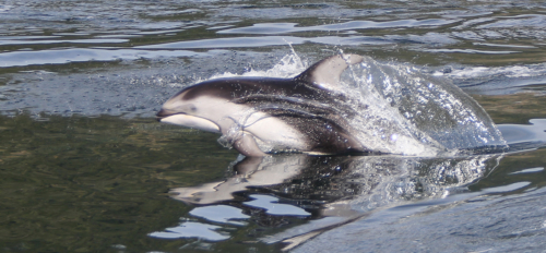 whitesidedreflection